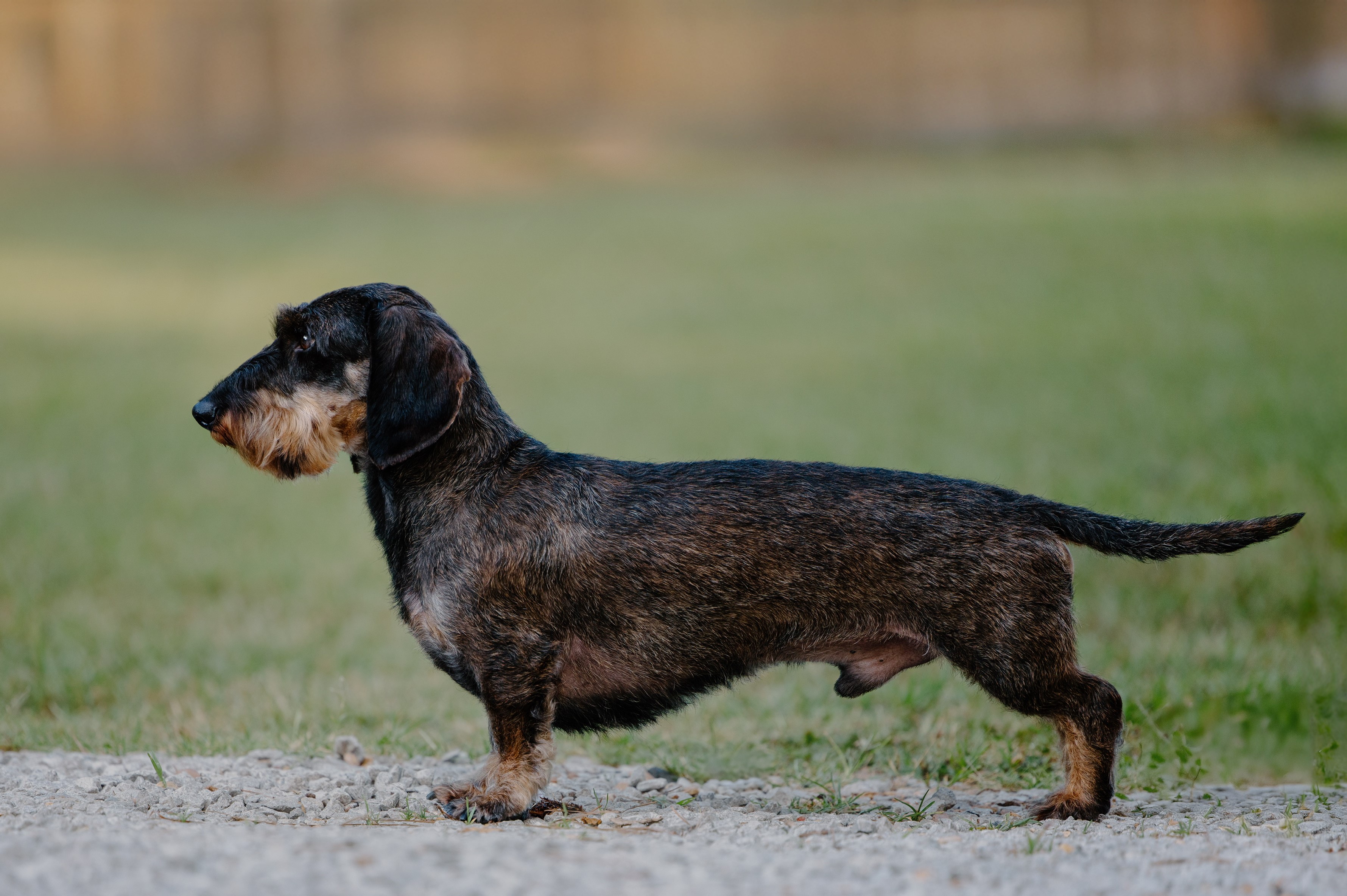 Full size wire haired shops dachshund