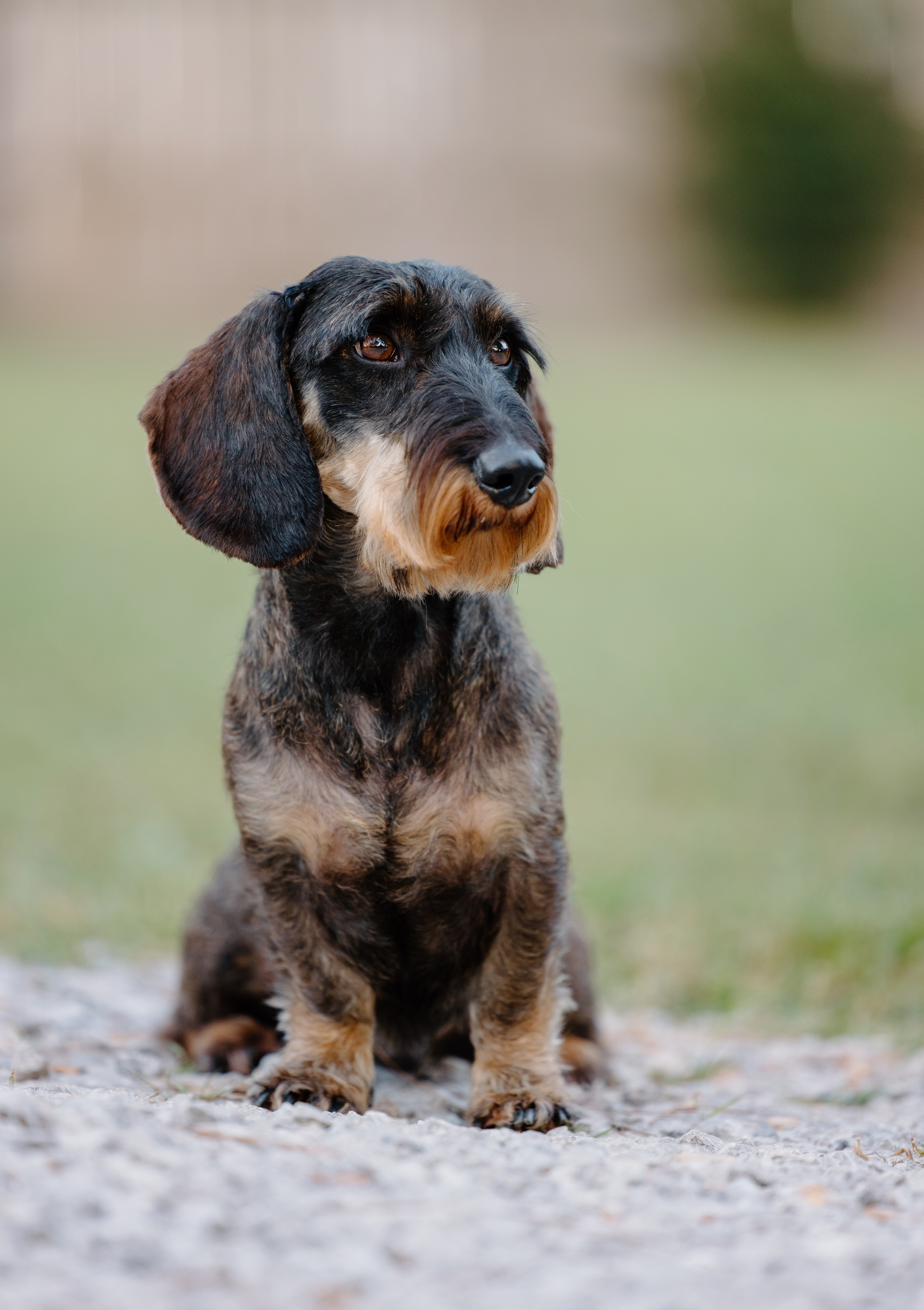 Wild shops boar wirehaired dachshund